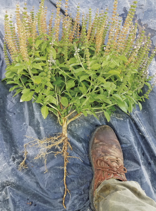 Basil plant with deep tap root on tarp.