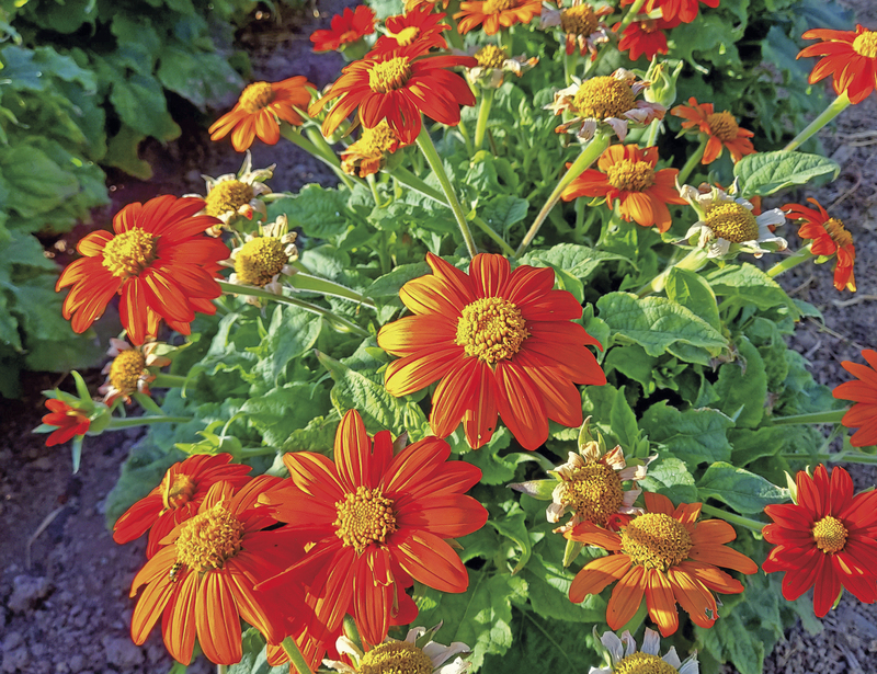 Wild Garden Seed: Organic Fiesta del Sol (Tithonia/Mexican Sunflower) Seeds