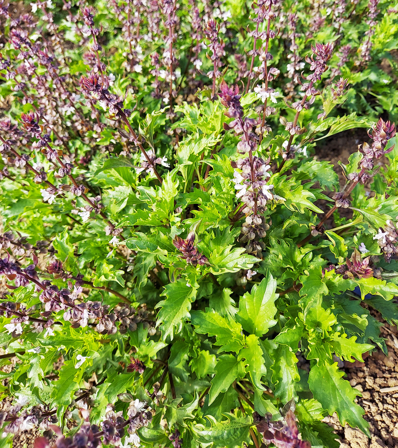 Mrihani (Basil)