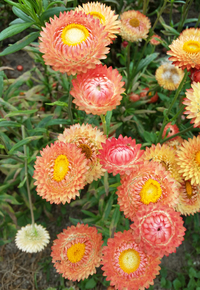 https://www.wildgardenseed.com/images/thumbs/ApricotPeachMix_Helichrysum.jpg