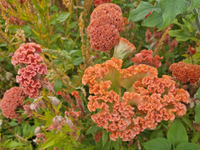 Coral Collage (Celosia)