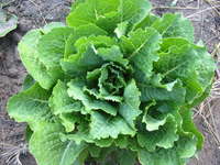 Crisp Mint (Lettuce)