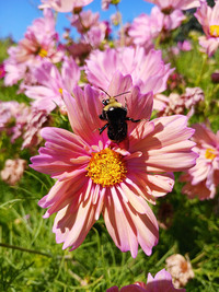 Electric Lemonade Mix Cosmos