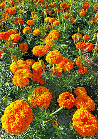 Hawaii Marigold