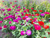 Karen's Fave Color Mix Zinnia
