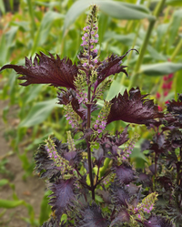 Katy\'s Red Japanese Shiso (Perilla/Shiso)