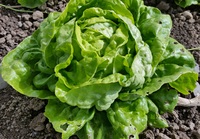 Wild Garden Seed: Organic Lettuce Seeds