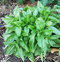 Lemon (Basil)