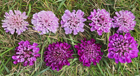 Lilac Bicolor Mix Scabiosa