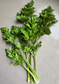 Red Featherleaf Celery