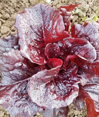 Ruby Gem (Lettuce)