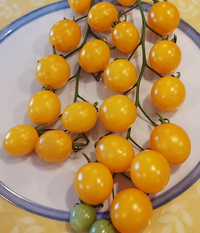 Solid Gold Cherry Tomato