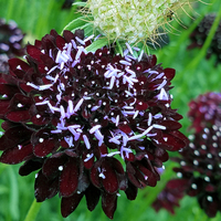 Sparky Vino (Scabiosa)