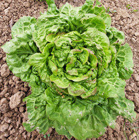 Sweet Baby Cos Lettuce