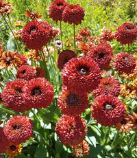 Tall Dark Sahara Rudbeckia/Black-Eyed Susan